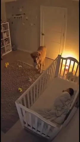 Dog shields infant during earthquake ❤️ #dogvideos #infant #earthquake #sora2 #guarddog 