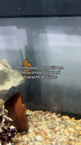 Que triste la verdad 