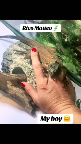 #iguana #reptile #foryou 