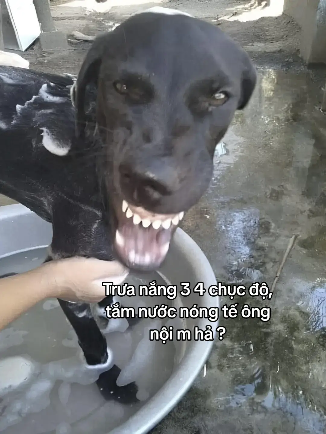 Tắm với tí riềng tí mơ tí mẻ nhỉ #viral #xhhh #dogsmeme #ypfッ 