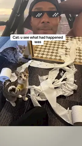 So cute #cats #catss #funnycats 