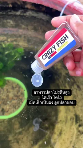 โตเร็ว โตไว อาหารโปรตีนสูง #อาหารปลา #crazyfish #ปลาสวยงาม #jjmollyfish #fypシ゚ 