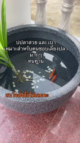 บ่เลี้ยงปลา ขนาด70*40 สวยมาก น้ำหนักเบา เคลื่อนย้ายง่าย#บ่อปลา #บ่อปลาโพลีเมอร์ส #บ่อปลาทอง #บ่อปลาคราฟ 