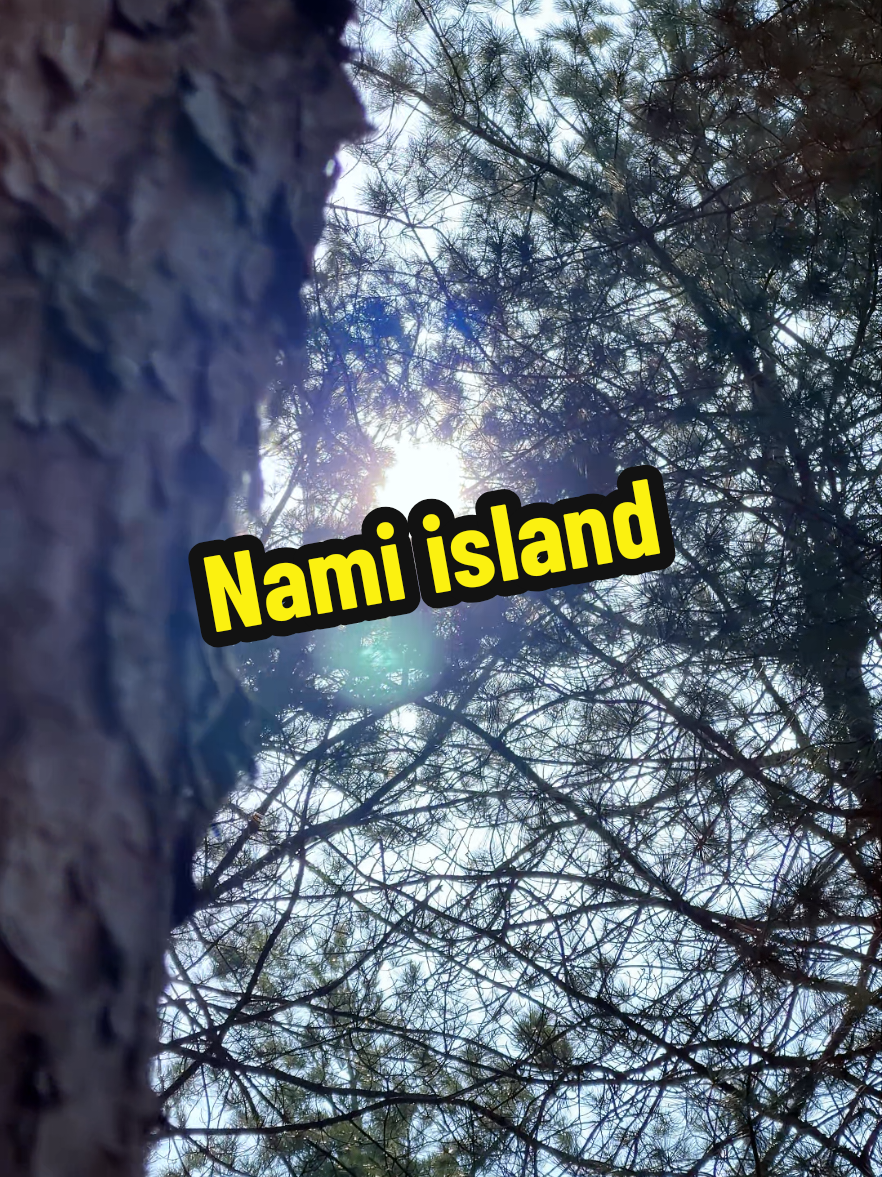 Nami island  #koreaselatan🇰🇷 #southkorea #aestheticvideos #videoviral #fyp 