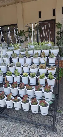 Bismillah  ready palembang berbagai jenis tanaman hias rawatan  minat lanjut wa 0812 7800 963  #bungaimport #Bungadantanamanhias #hoya #sansiviera #lactea 