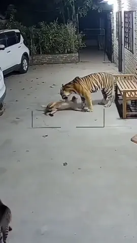 Mèo bảo vệ chó. Hổ chỉ sợ mèo thôi#xuhuong #meo #hổ 