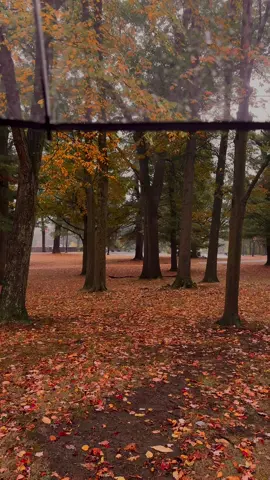 Serenity 🍁 #rain #autum #fall #fyp #fypシ゚viral 
