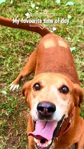 Every day has its favorite moment… and ours is when Reuben flashes that big, happy smile. 🐶 He’s pure sunshine in dog form and is ready to be the best part of your day, too! #dogs #pets #animals #adopt 