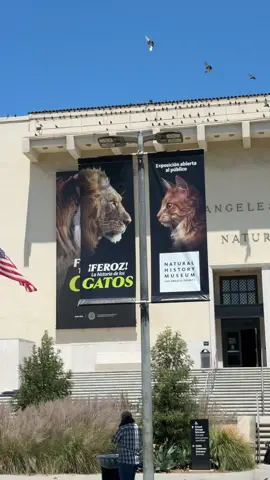 Didn’t realized that I never posted this #naturalhistorymuseum #thestoryofcats #losangeles #catsoftiktok it was a cool summer exhibit 