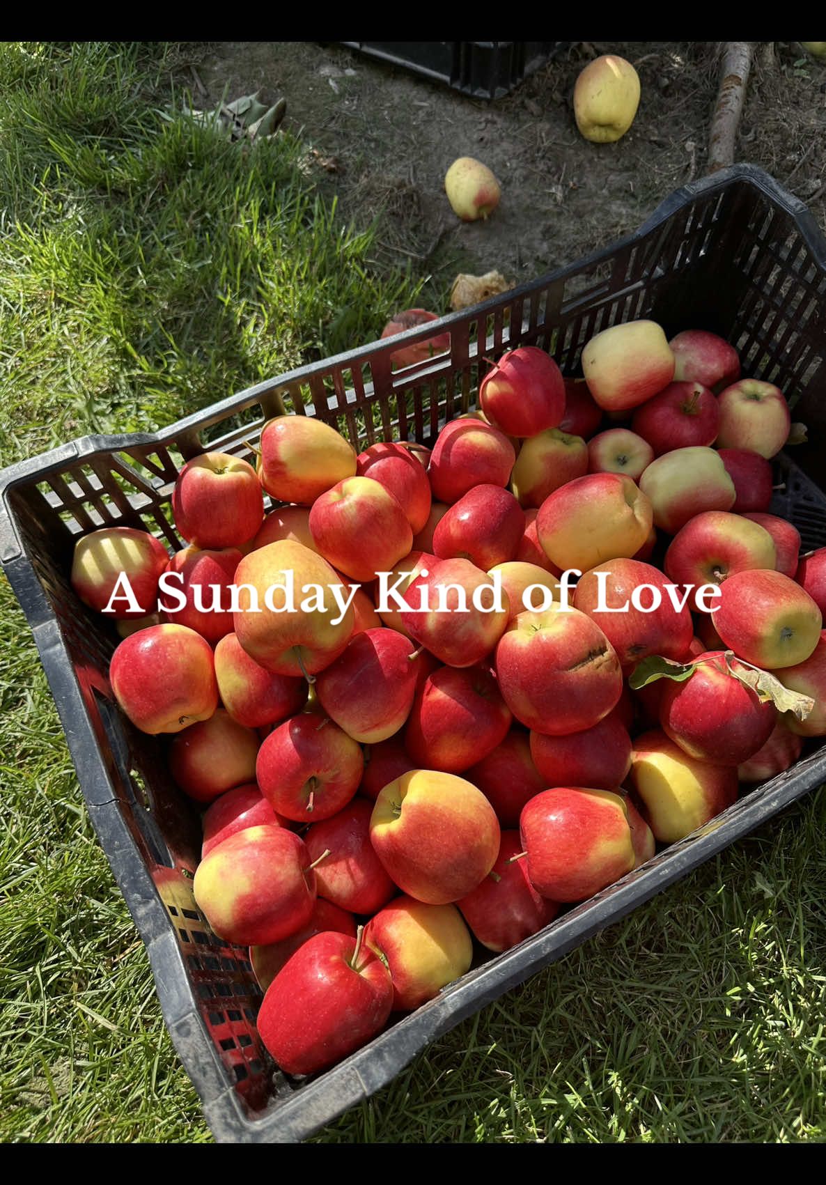 Strawberries, apples, and a Sunday kind of love 🍓🍎🧡 Nothing better than fall days with my favorite people #FallDay #CozyVibes #AutumnAesthetic #PinglesFarm #SundayKindOfLove 