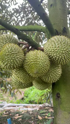 Ri6 miền Tây ạ #bestfood #saurieng #durian #sauriengmientay #khuisaurieng 