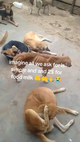 please TikTok friends all we ask for is a simple love and some 2$ for food and milk please donate to help us 