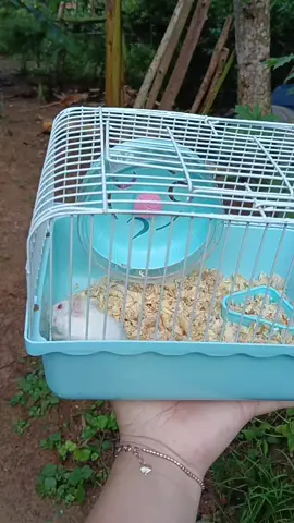 Lồng mini nuôi hamter full phụ kiện #xuhuong #longnuoihamster 