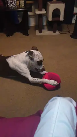 I patch it up , he tears it up. Oh boy #gottalovehim #PetsOfTikTok #massfollowing🔥🔥 #myfurbaby 