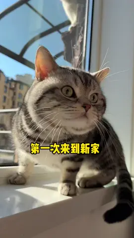 This cat pushes a toy car across the floor with their nose—tiny driver in training! @osell.id #CuteCat #Pet #CarToyFun​