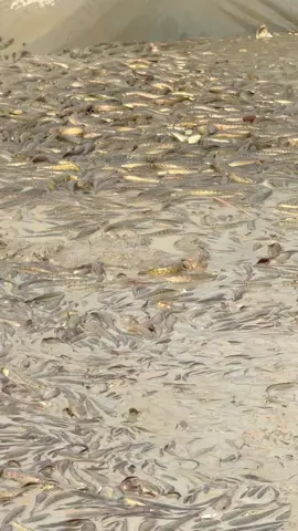 Có ai thích không? Lên Xu Hướng Nha  #xh #fyp #foryou #thinhhanh #xuhuong 