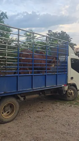 Semental 15/16 Gyr entregado con destino a una finca del municipio de Morocelí, departamento de El Paraíso.  Gracias por confiar en nosotros 🙏👌💯 #tenero #genética #semental #reproductor 