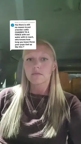 Replying to @jeff.pea47 And when they are waiting their turn, they get to patiently wait their turn while they watch their favorite show in the world... Sheep TV #bordercollie #workingbordercollie #chaingang 