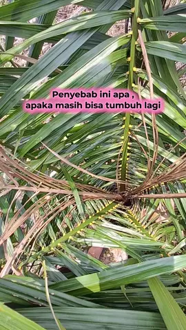 hama sawit ??? umur 9 bln 😭 #hama #sawit #kebunsawit #kebun #sedih  @thebrondols 