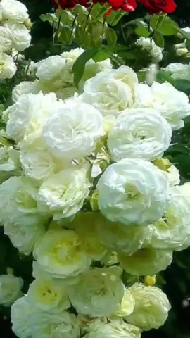 #صباحكم_أحلى_صباح_يااجمل_متابعين 🌹🌹🌹🌹🌹⚘️⚘️⚘️⚘️⚘️🌹🌹🌹🌹🌹🌹🌹🌹