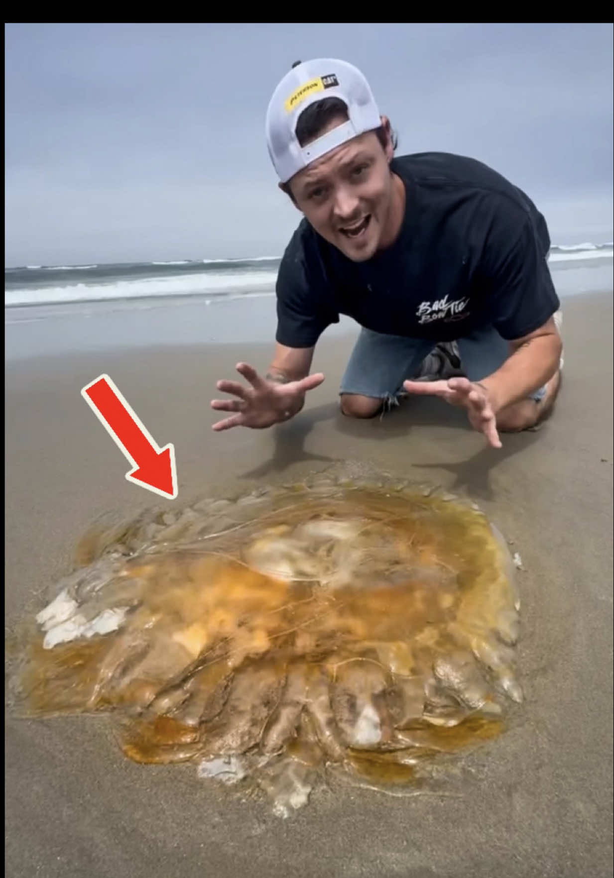 Rescuing Huge Jellyfish! 🪼 #animals #nature 