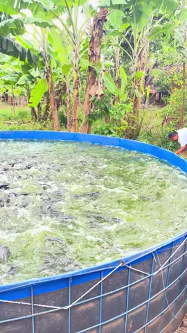 #xybca #fyp #peternakmuda #ponorogo24jam #lelekonsumsi 