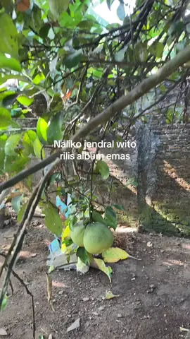 Jan porem lagune🤪 #bolonyeni #rombongannyeni #sampitaknyeni #sampitak #fyp 