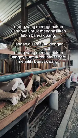 tampil seadanya aset dimana mana oke bosku #alkautsarfarm #peternakdomba #pengusahamuda #fyp #foryoupage 