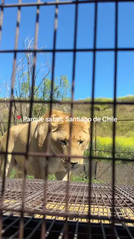 La perfección 🥹🙌🏽 #parquesafarirancagua #santiagodechile #felinos