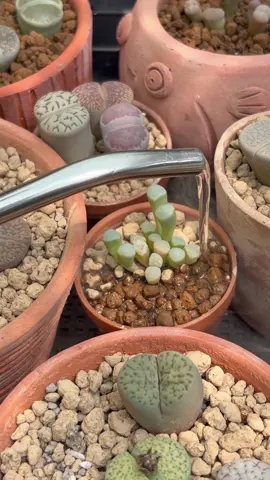 รีบๆโตกันน้าา #แคคตัส #แคคตัสมือใหม่หัดปลูก #cactus #succulents 