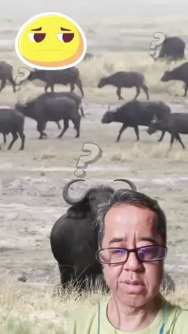 singa betina berburu sendirian#fyp #reaction 