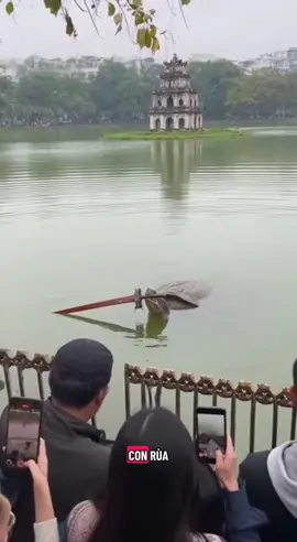 Cụ Rùa Linh Thiêng 🙏🙏🙏