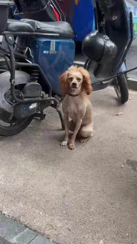 Khi bạn chỉ đặt niềm tin vào tiệm tóc… và cái kết không ngờ 🫣 #funnyvideo #chohaihuoc #foryou #petvn #dog 