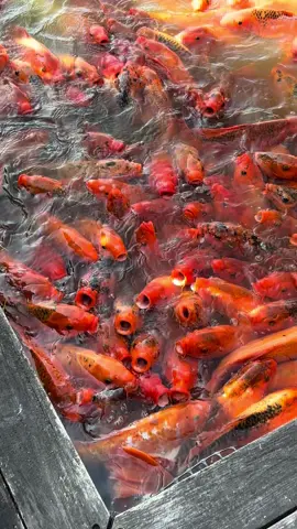 Jaja la puerta negra