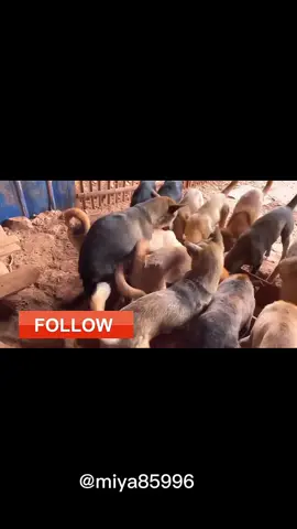have you ever seen 😍🤩 #dogsvideos #dogslife #doglove #viral #unfreezemyacount @TikTok UK 