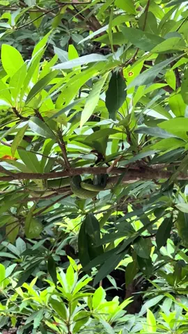 เล่นน้ำใต้ต้นไม้ดูบนต้นไม้ด้วยเด้อขนลุก#สวนผึ้ง #แก่งส้มแมว #ราชบุรี 