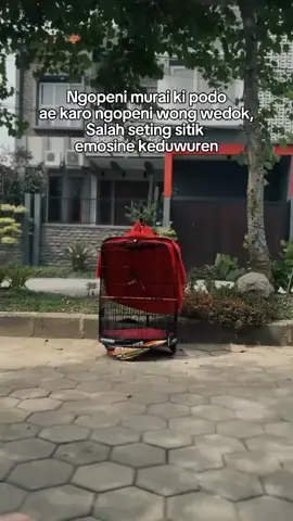 podo ngelu e😂😂#masteranburung #masteranburungjuara #muraibatuindonesia #muraibatumania 