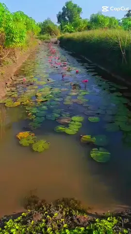 #CapCut #canhdep #phongcanhthiennhien #dongque 