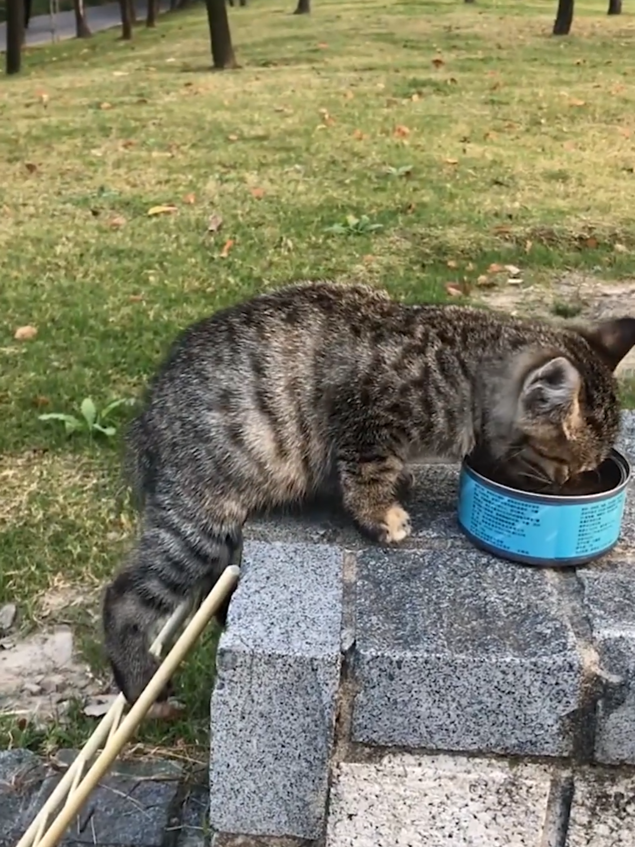 Wow Videos Interesting baby Cat tried eating food delicious #Hi #cat #animals #viral #videoviral 
