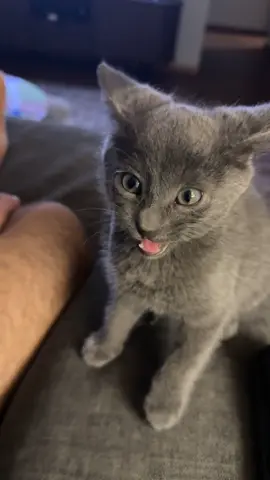 “get a kitten.” they said.. #catsoftiktok #cat #fyp #foryoupage #fypシ 