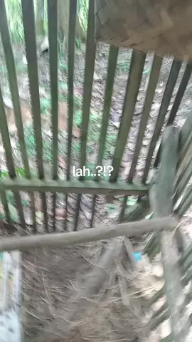 #ayam 