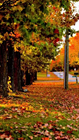 #autumn #autumnvibes #october #fallincanada #foryou 