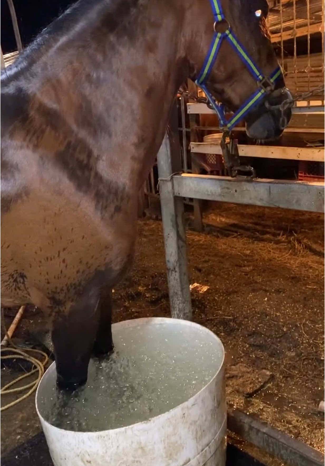 Siempre lo he cuidado bien 🙏🏻 amo ponerlos en agua 💧 con hielo 🧊 #loslozada #lozadafarm #lozadaprotection #3en1 