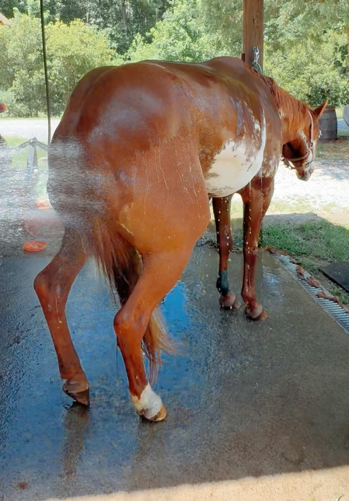 The drama 😂 #horse #horses #fyp #funny #dramatiktok 
