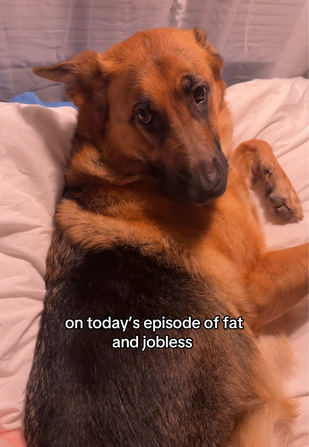 somebody plz hire her #gsd #dogtok 