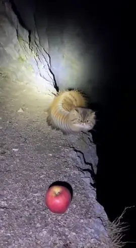 Caterpillar noooooo!  #cat #ai #sora #sora2 #fyp 