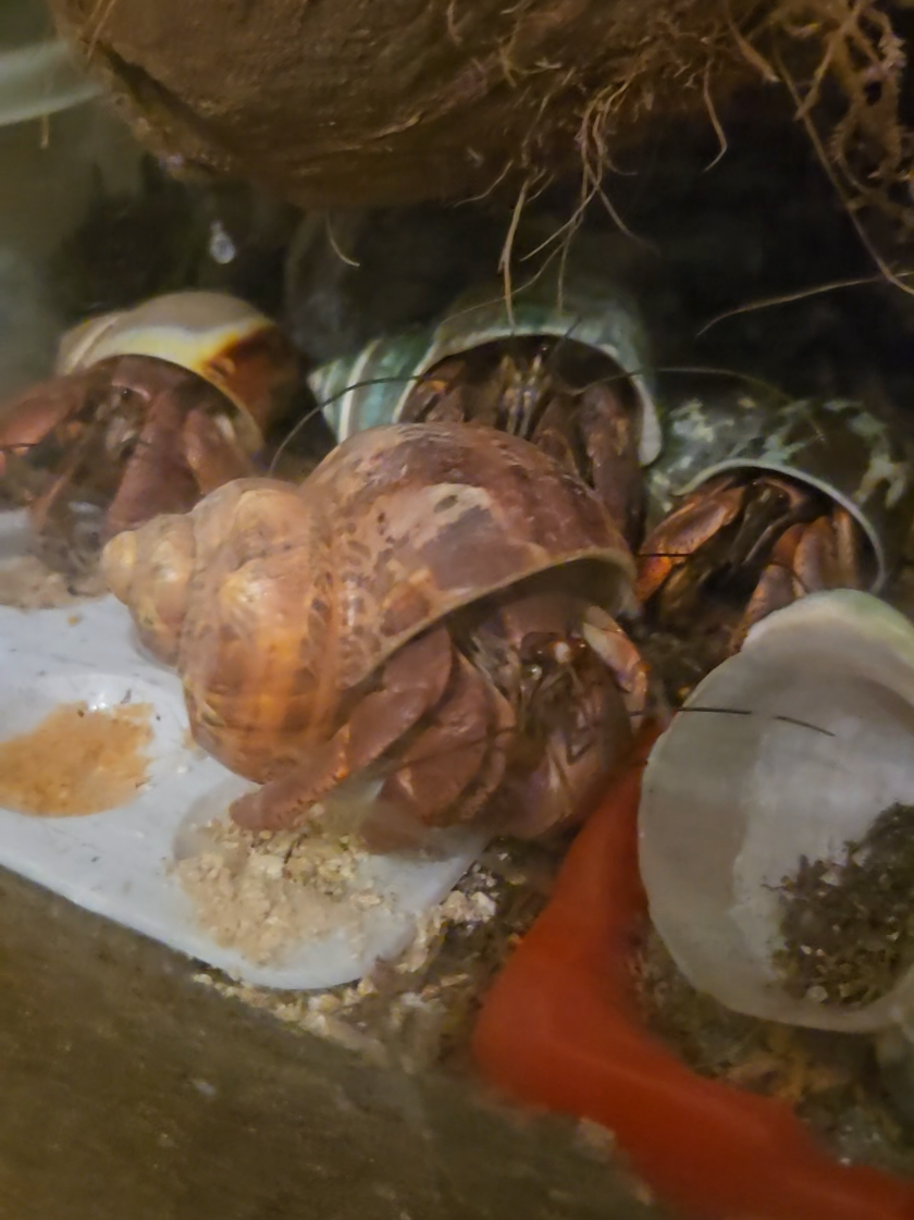 My sand puppies ❤️ #hermitcrab #hermitcrabs #hermitcrabsoftiktok #hermitcrabcare #hermitcrabs 