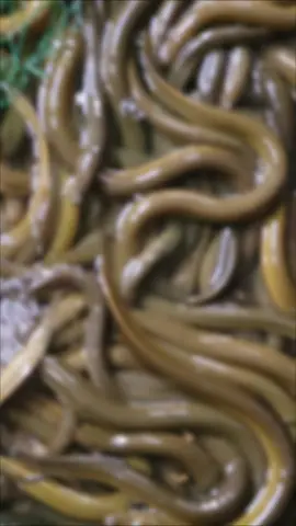 lươn này 6 tháng 20 ngày có ổn ạ, mong các tiền bối góp ý ạ!!!!#tiktok #nuoiluonkhongbun #khoinghiep 