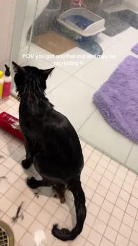 Look at what this cat has done!😳😳 #fyp #foryou #cat#petlove #catsoftiktok 