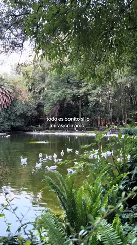 Todo es bonito si lo miras con amor✨🍃#nature #inspiration #frasesmotivadoras #inspiration 